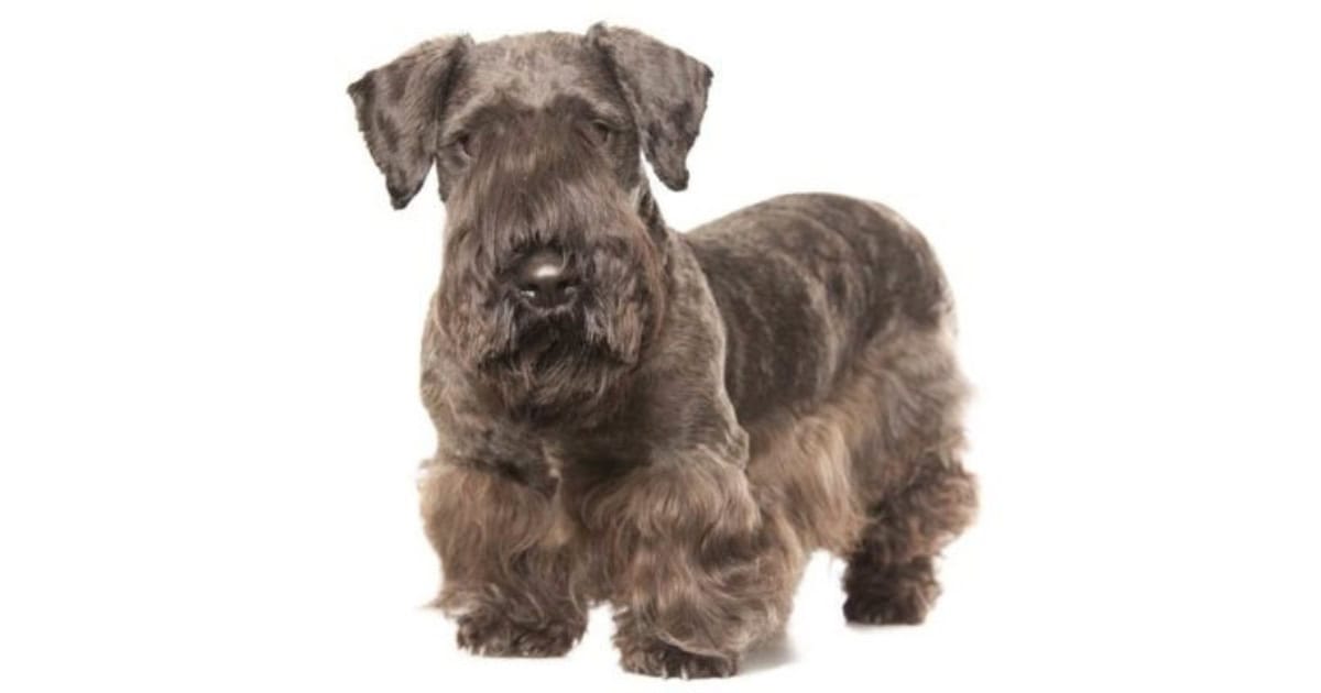 Cesky Terrier Cesky Terrier