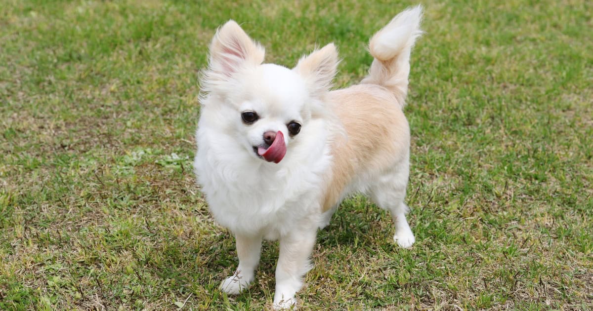 Chihuahua Chihuahua