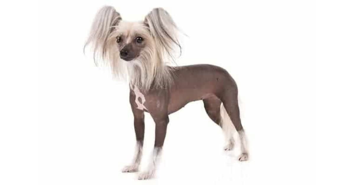Chinese Crested Chinese Crested