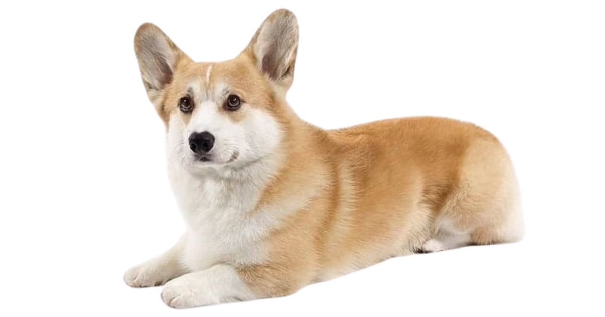 Welsh Corgi Corgi