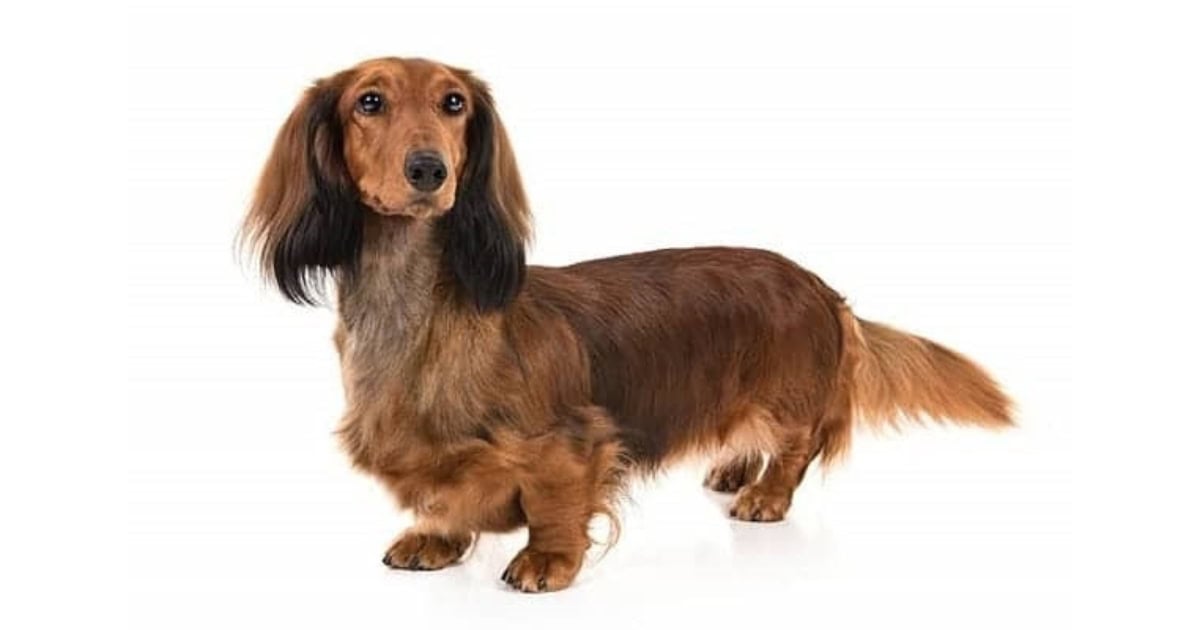 Dachshund Dachshund
