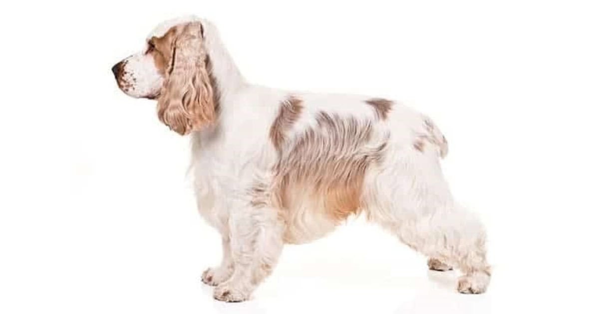 English Cocker Spaniel English Cocker Spaniel