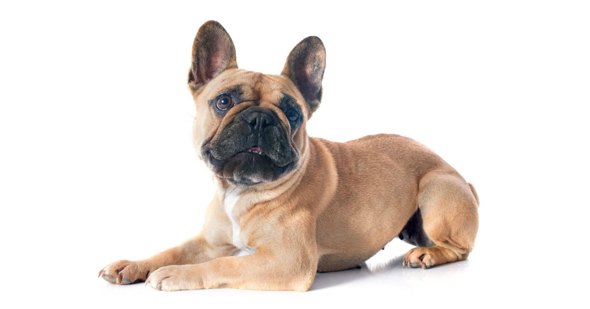 French Bulldog French Bulldog