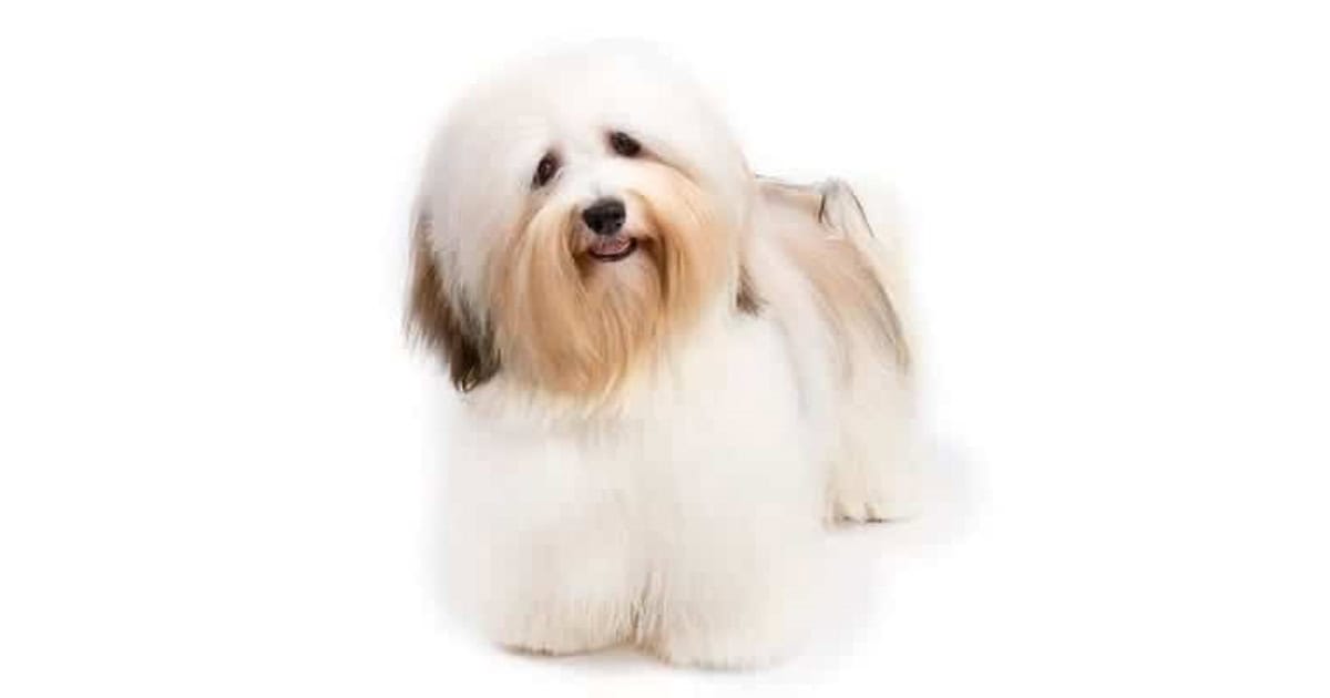 Havanese Havanese