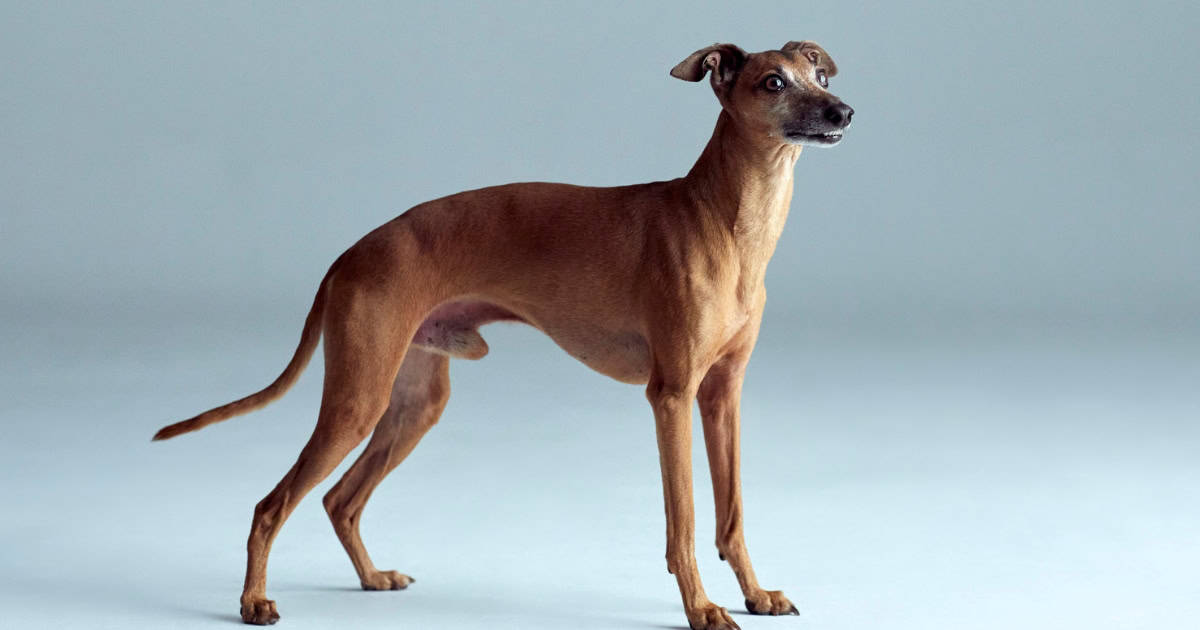 Italian Greyhound Italian Greyhound