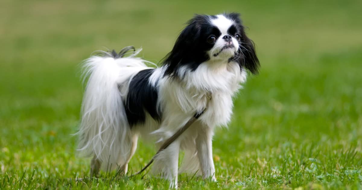 Japanese Chin Japanese Chin