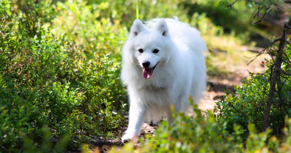 Japanese Spitz Japanese Spitz