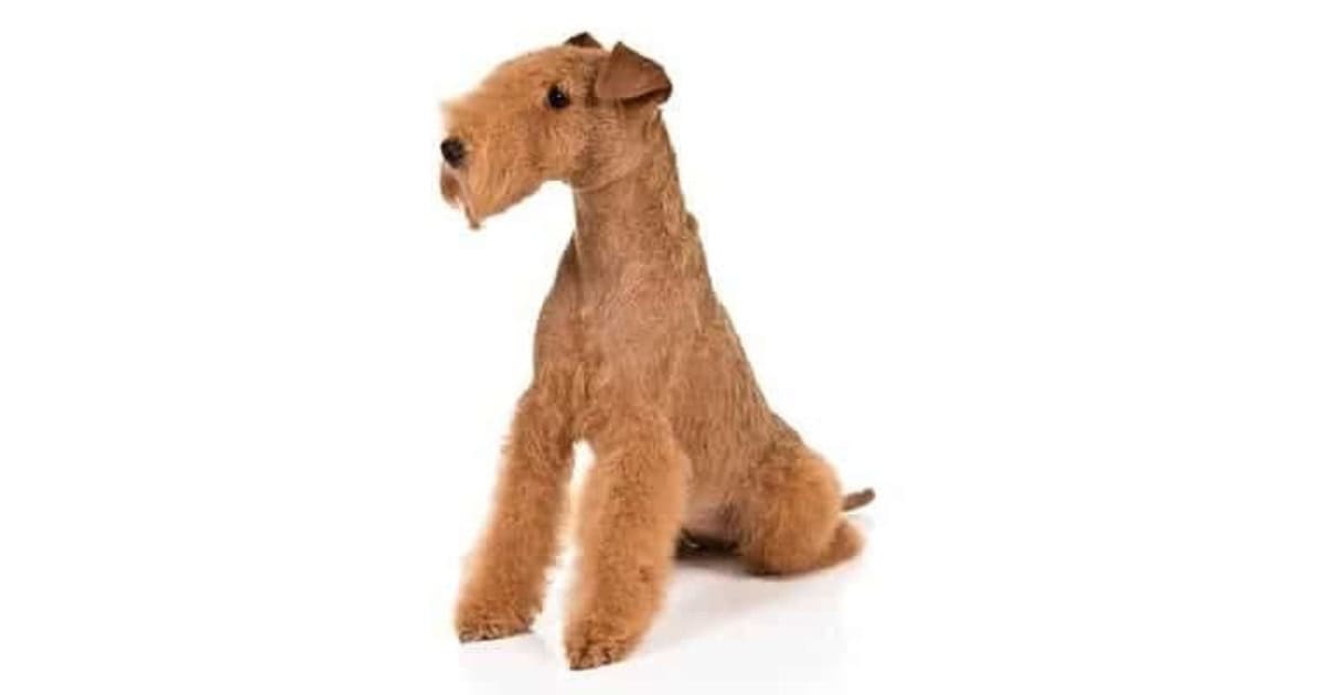 Lakeland Terrier Lakeland Terrier
