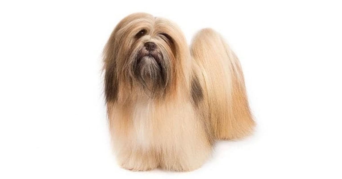 Lhasa Apso Lhasa Apso
