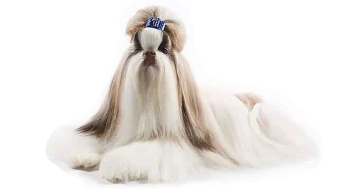 Shih Tzu Maltese ShihTzu
