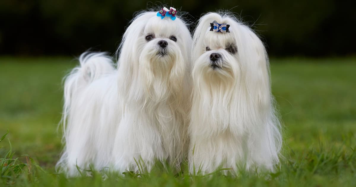 Maltese Maltese