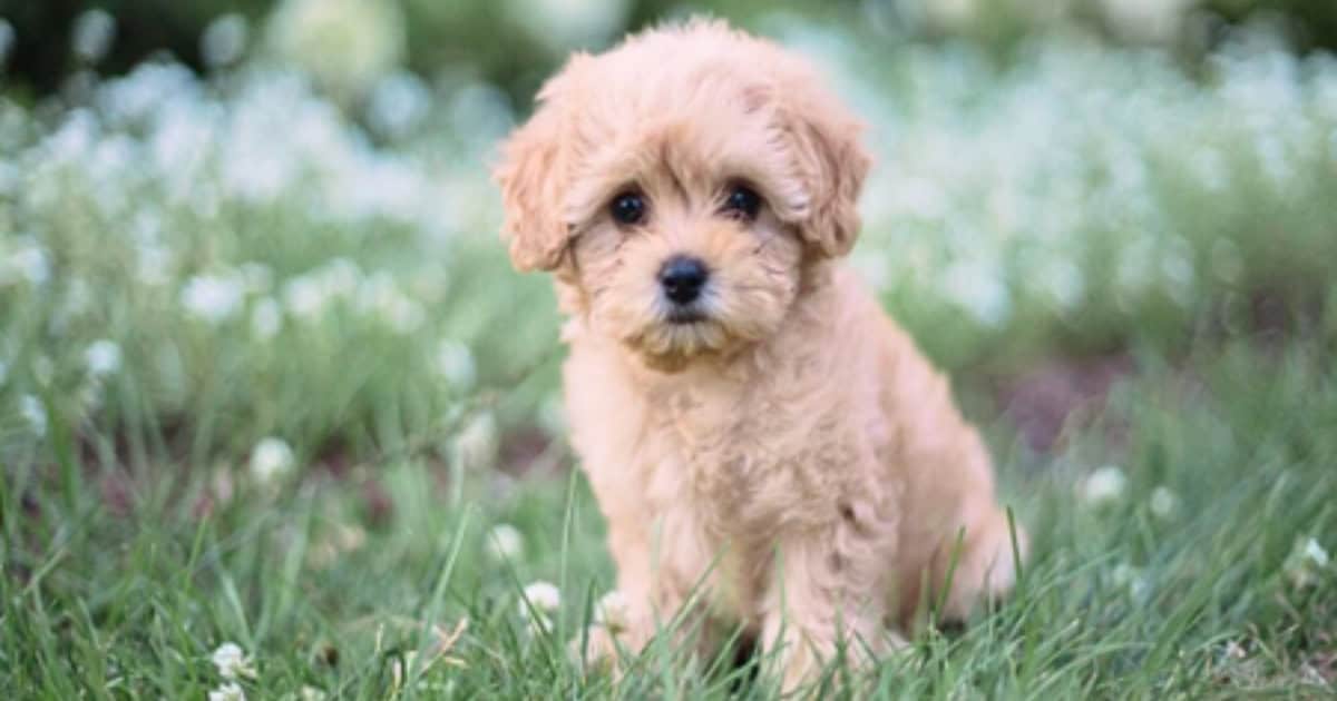 Maltipoo Maltipoo