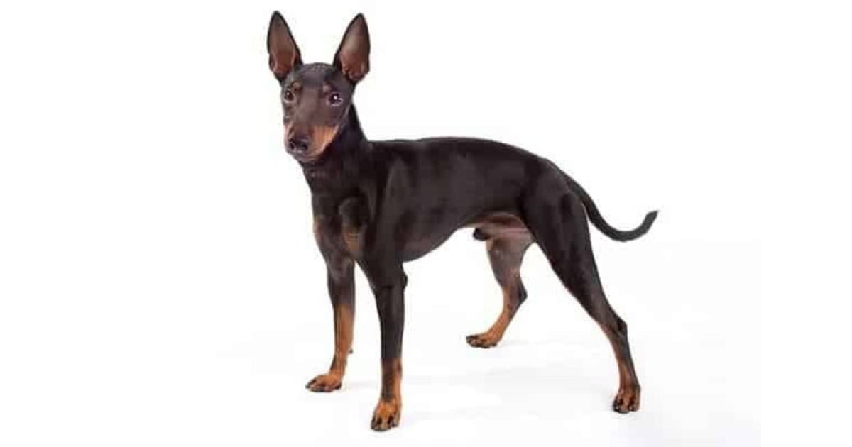 Manchester Terrier Toy Manchester Terrier (standard and toy)