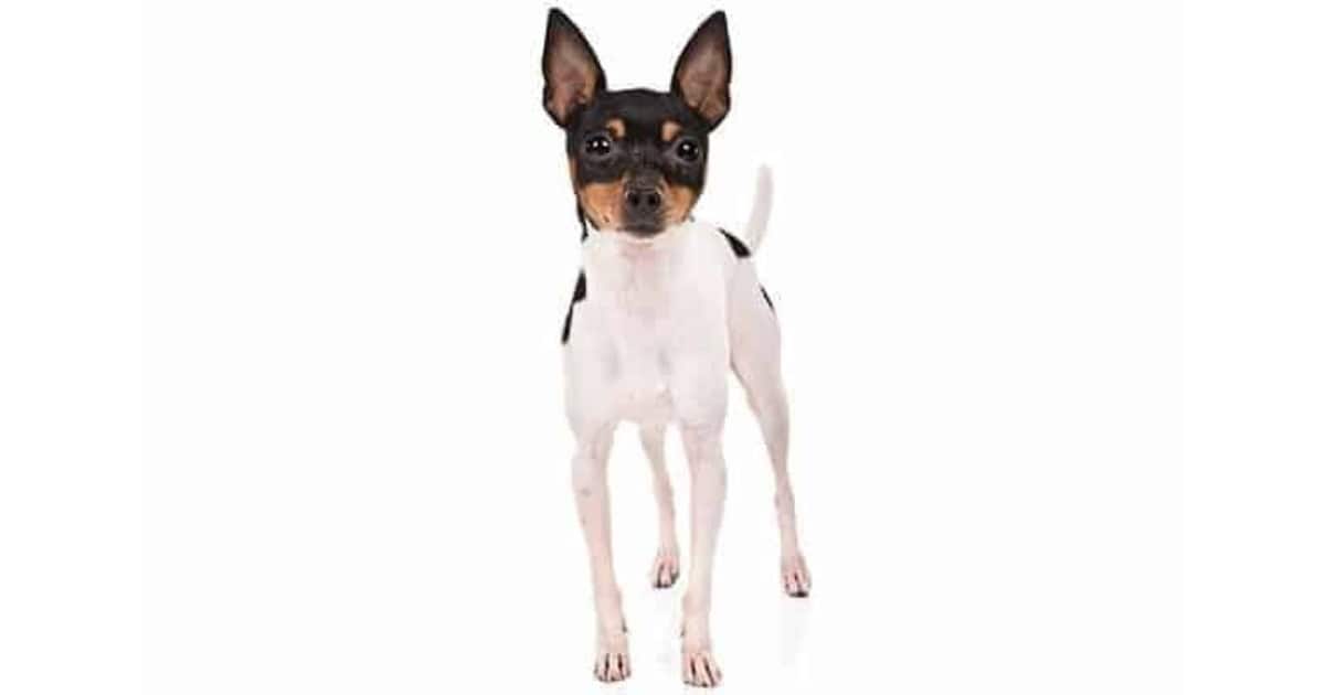 Minature Fox Terrier Miniature Fox Terrier