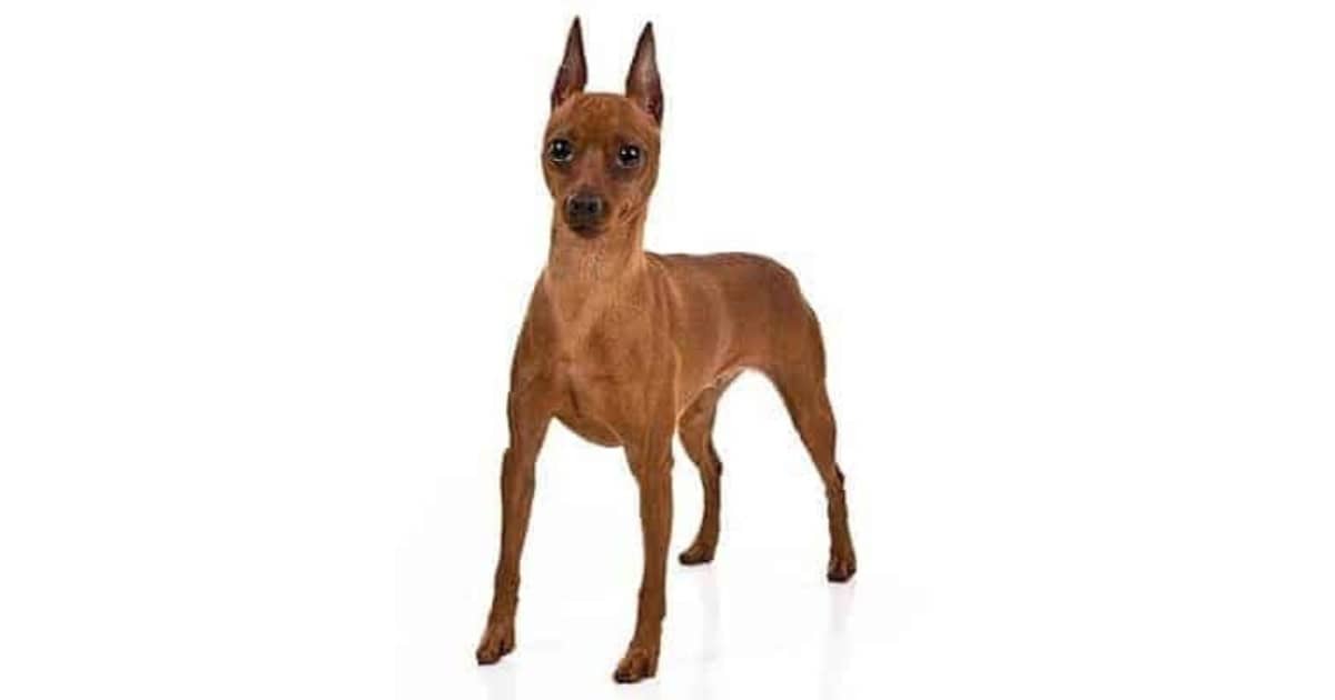 Miniature Pinscher Miniature Pinscher