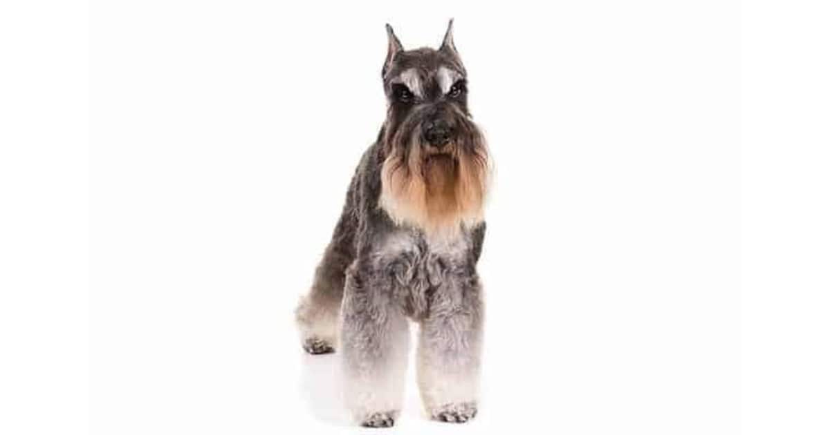 Miniature Schnauzer Miniature Schnauzer