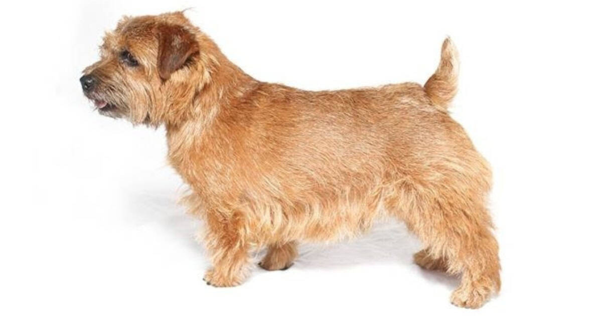 Norfolk Terrier Norfolk Terrier