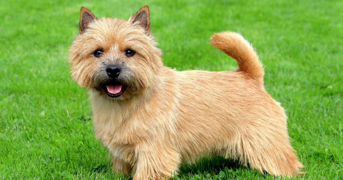 Norwich terrier Norwich Terrier