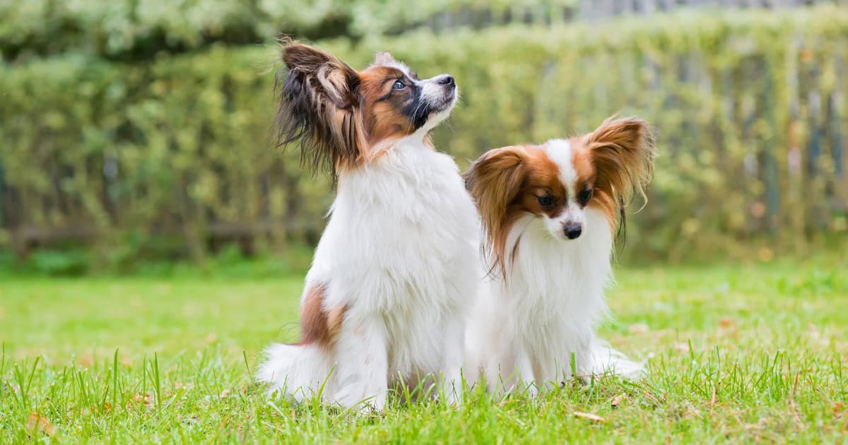 Papillon Papillion