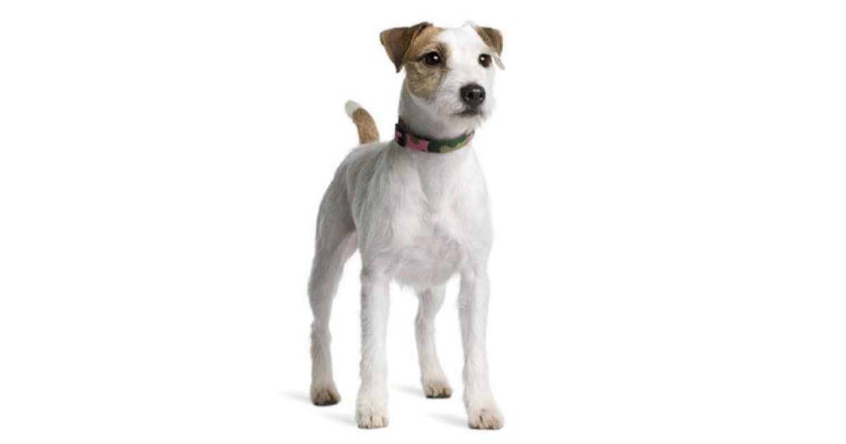 Parson Russell Terrier Parson Russell Terrier