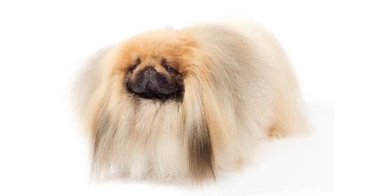 Pekingese Pekingese
