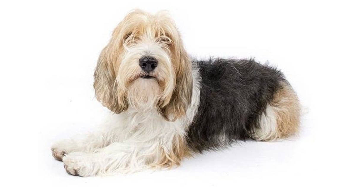 Petit Basset Griffon Vendeen Petit Basset Griffon Vendéen