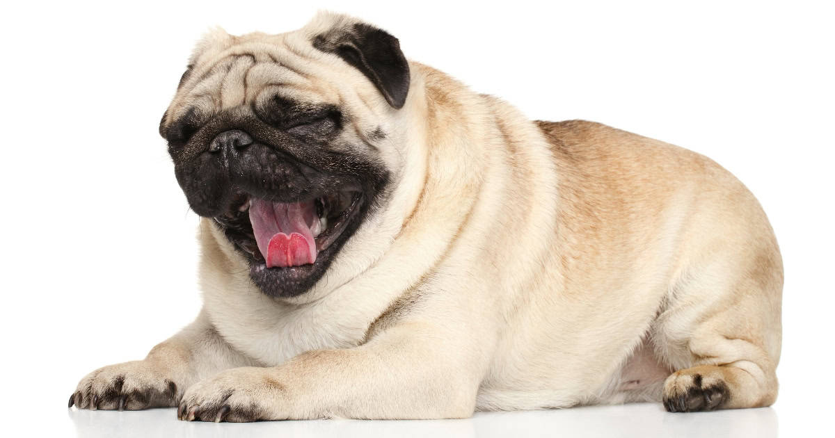 Pug Pug