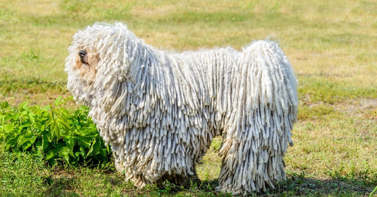 Puli Puli