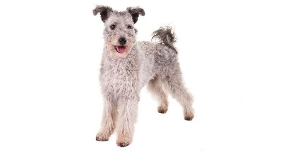 Pumi Pumi