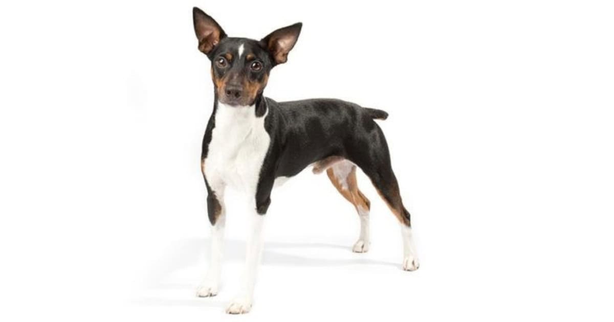 Rat Terrier Rat Terrier