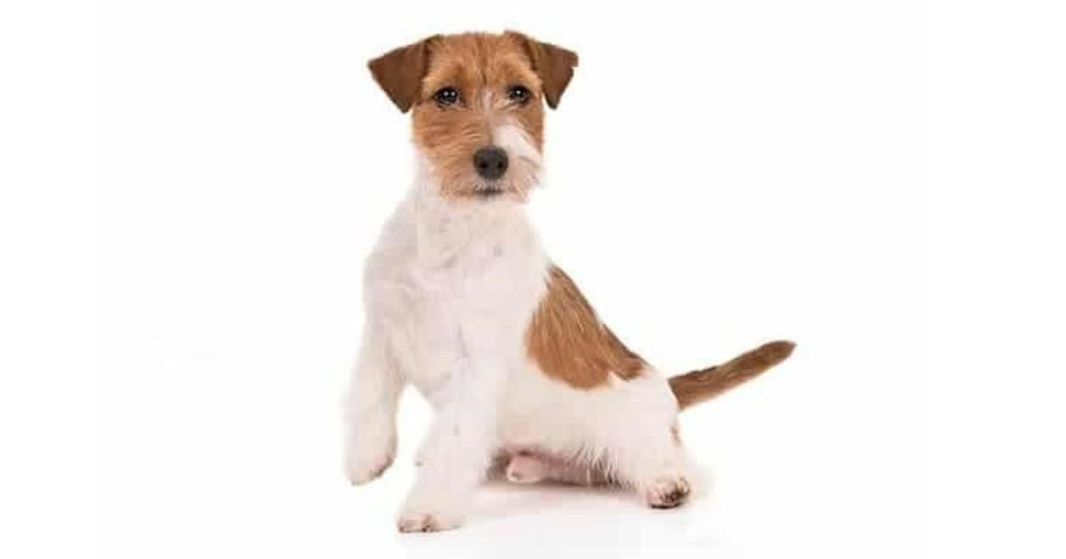 Russell Terrier Russell Terrier