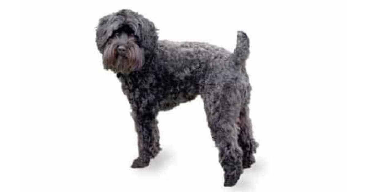 Schnoodle Schnoodle