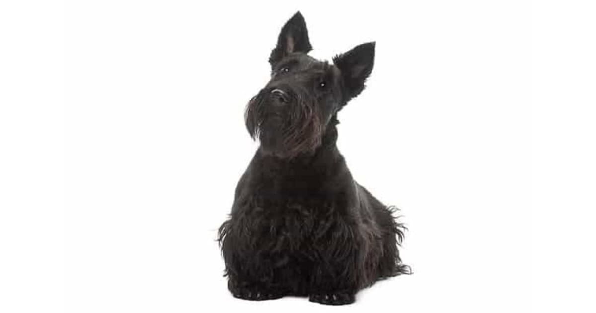 Scottish Terrier Scottish Terrier
