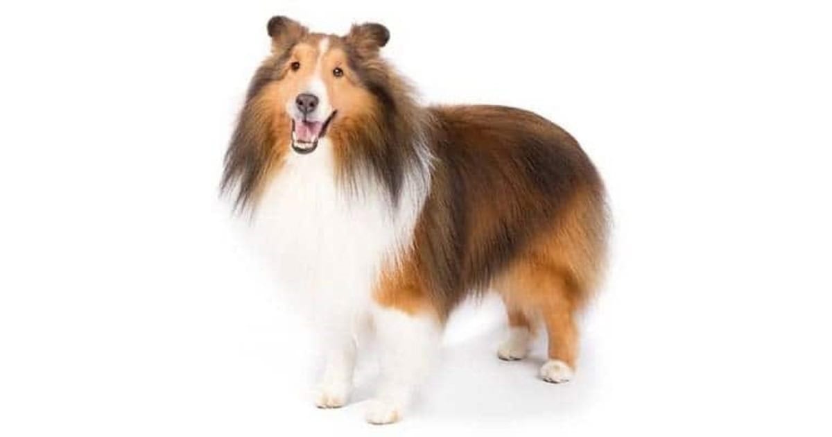 Shetland Sheepdog Shetland Sheepdog