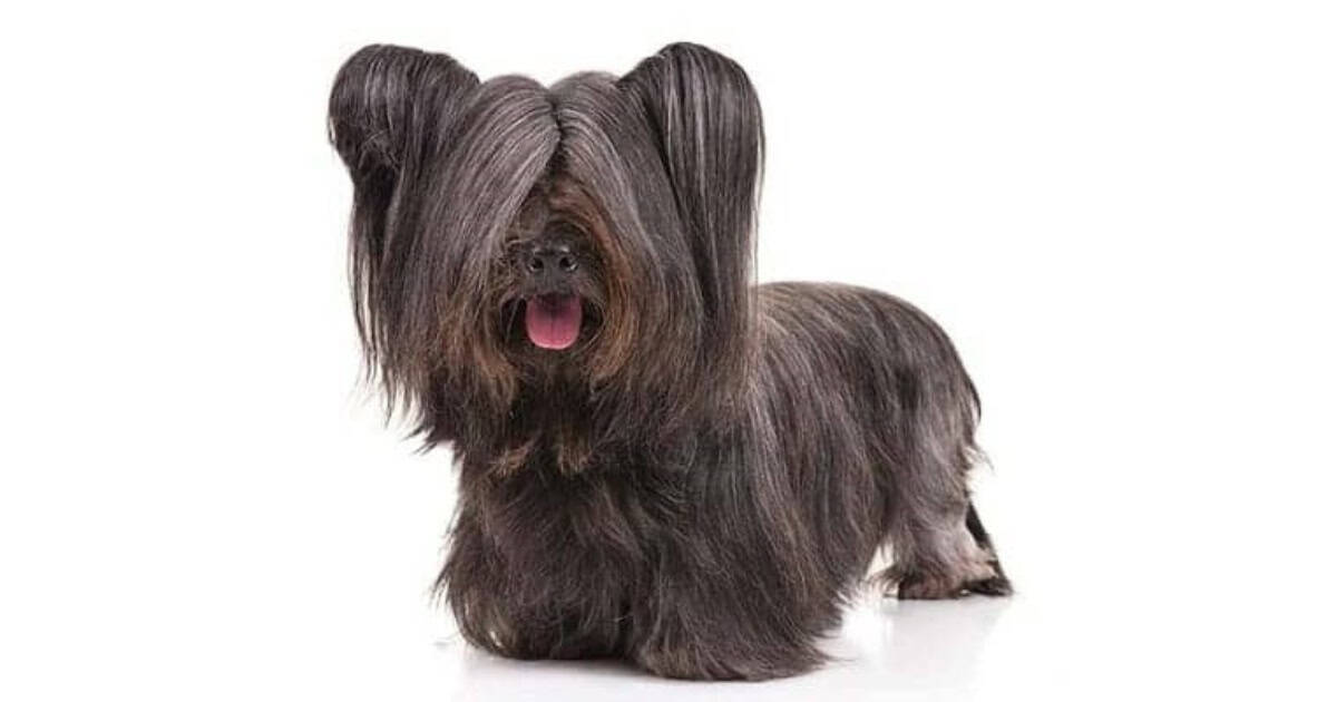 Skye Terrier Skye Terrier