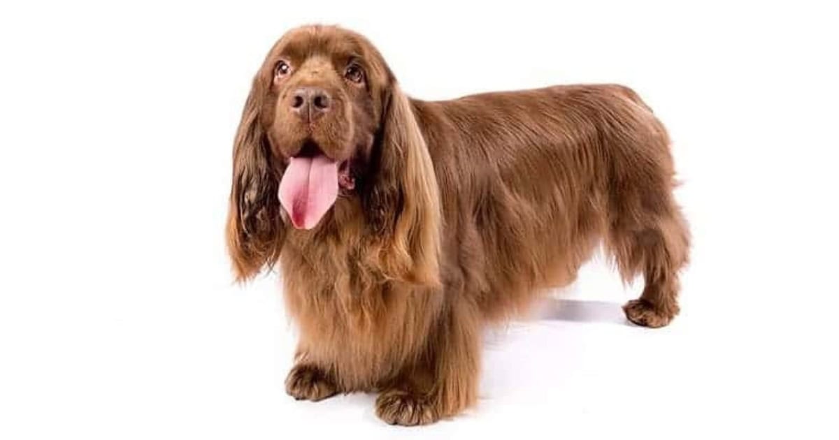Sussex Spaniel Sussex Spaniel