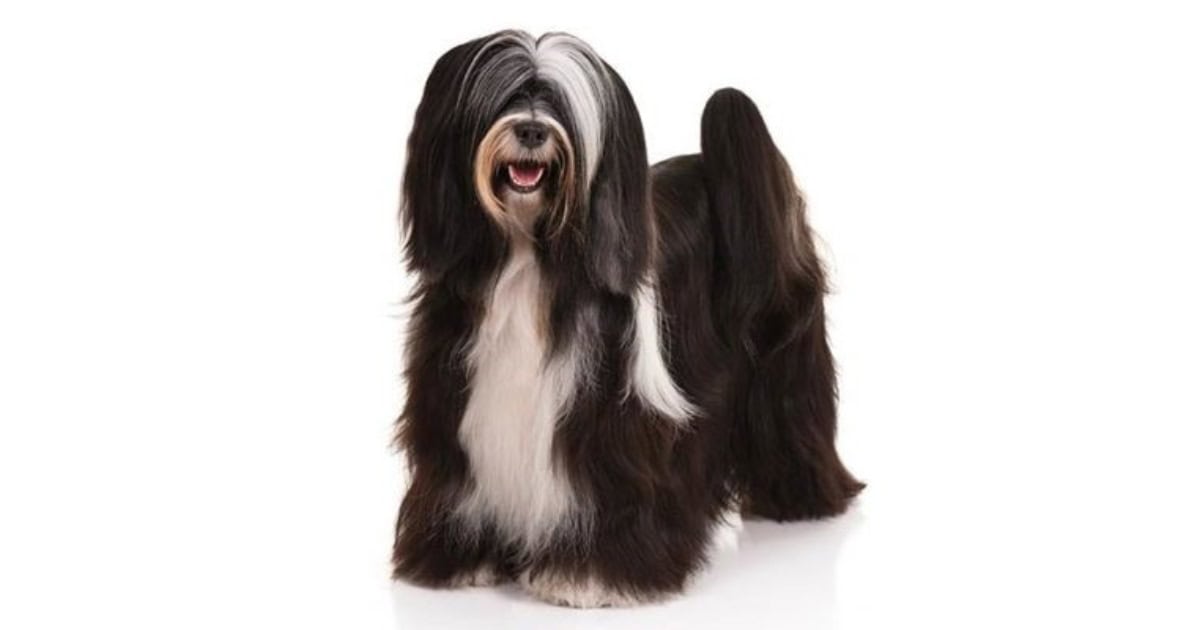 Tibetan Terrier Tibetan Terrier