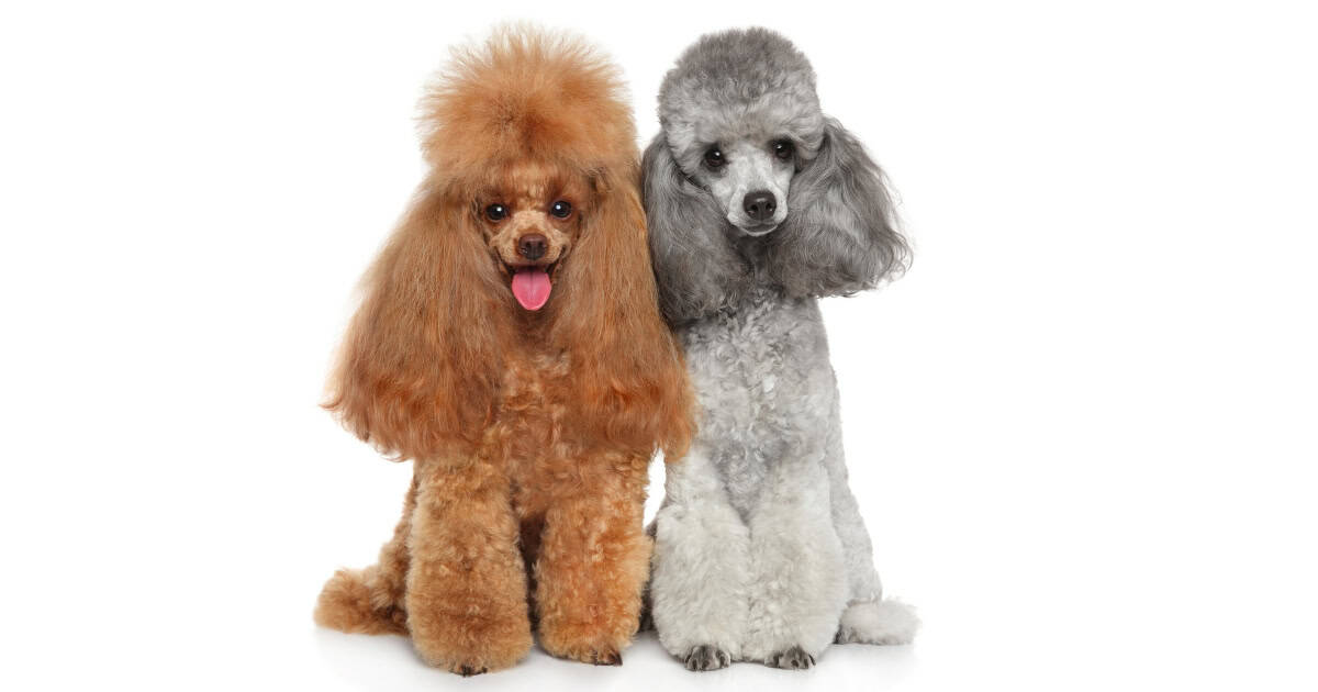 Toy Poodle Toy Poodle