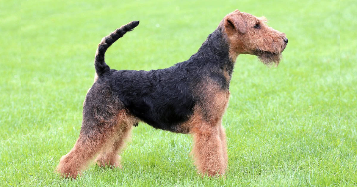 Welsh Terrier Welsh Terrier