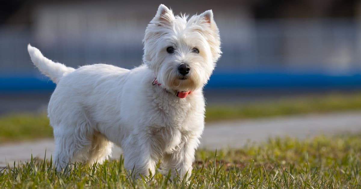 West Highland White Terrier West Highland White Terrier