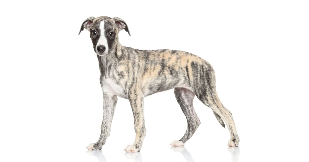 Whippet Whippet