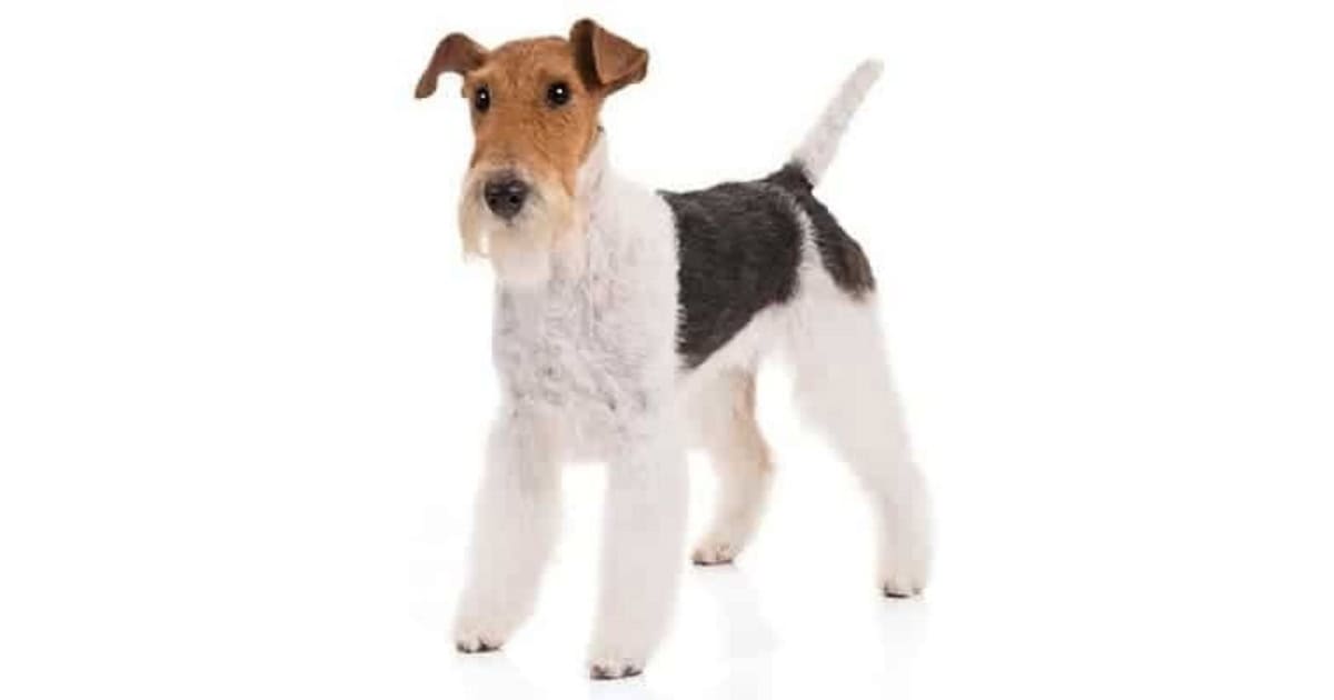 Wire Fox Terrier Wirefox Terrier