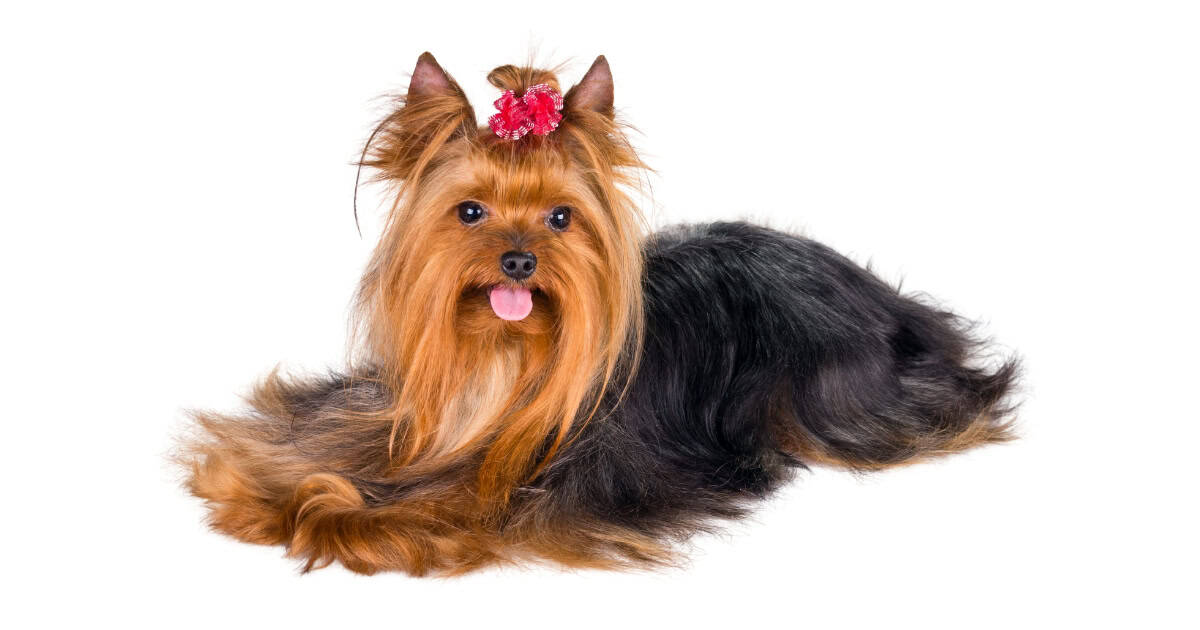 Yorkshire Terrier Yorkshire Terrier