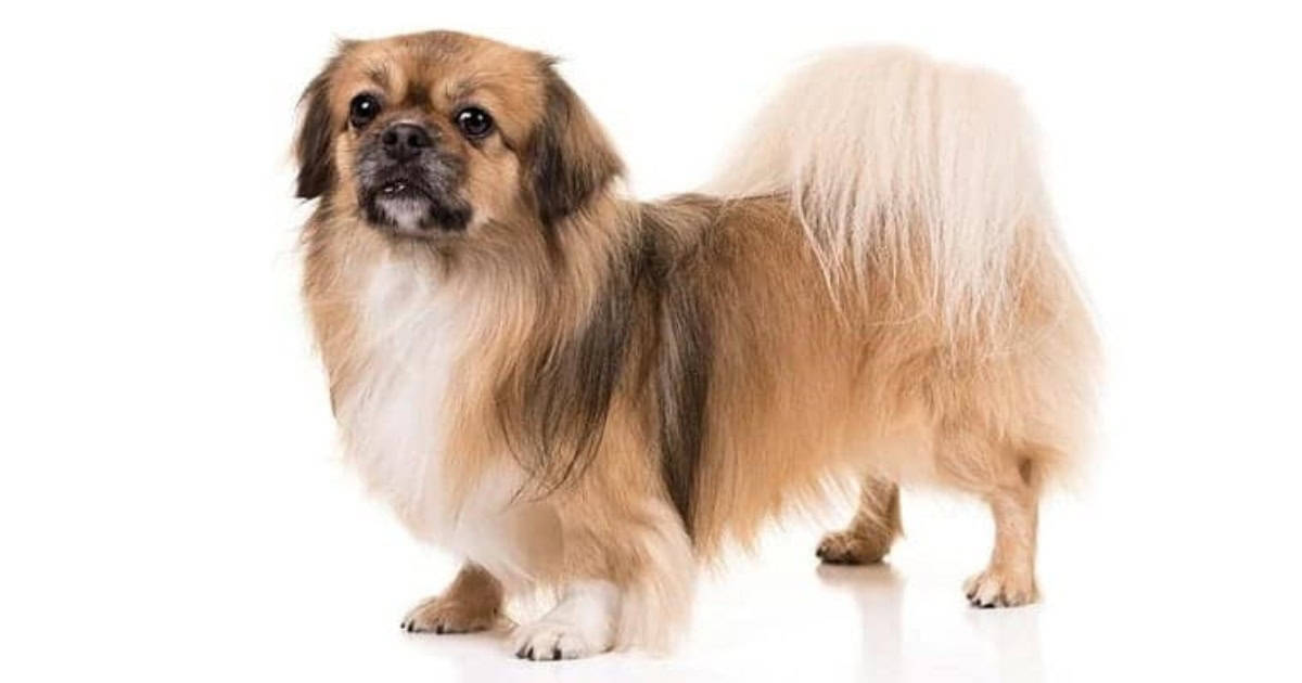 Tibetan Spaniel tibetan spaniel