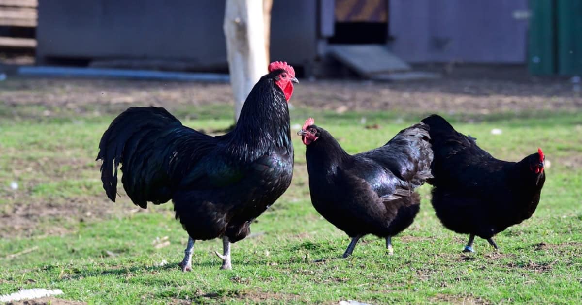 Black Australorp Chickens Black Australorp Chickens