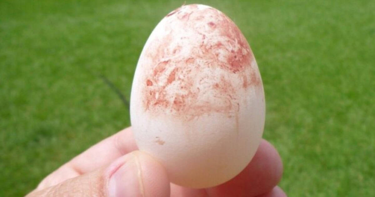 First Australorp Egg First Australorp Egg