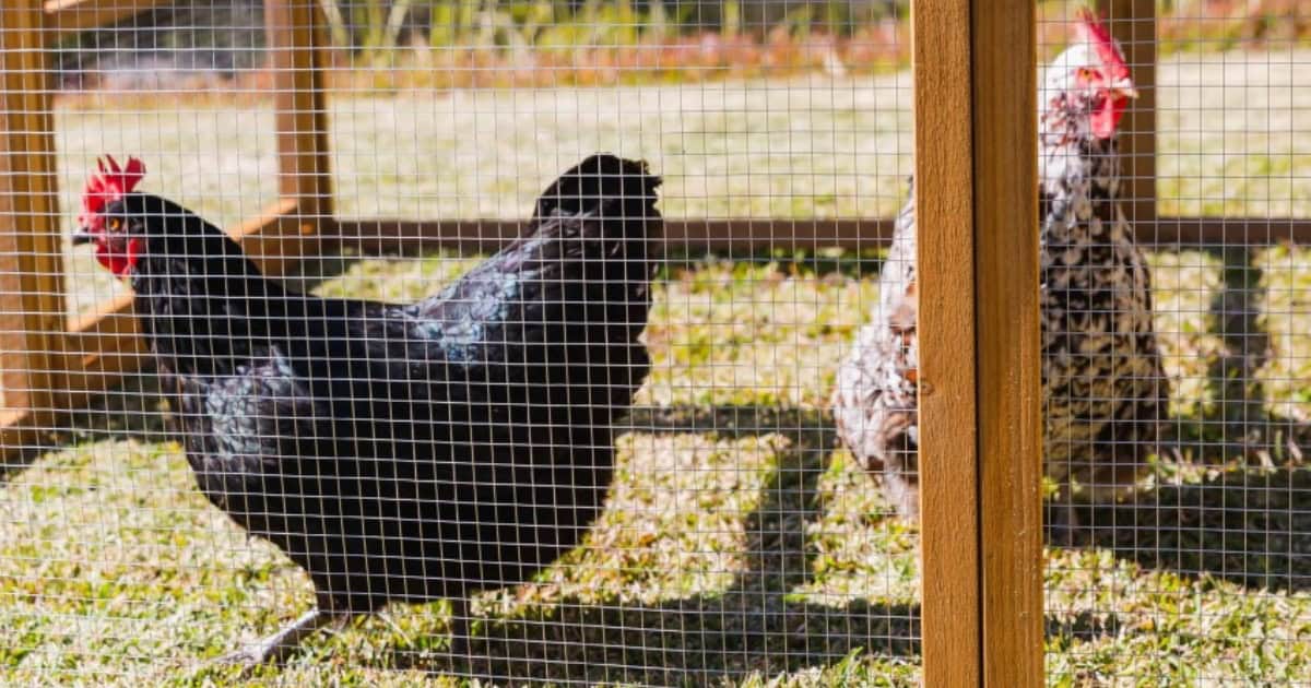 Get the right sized Coop Get the right sized Coop