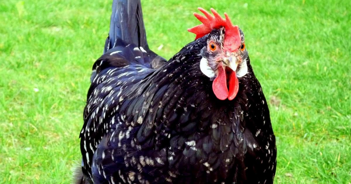 Ancona Chickens Ancona Chickens