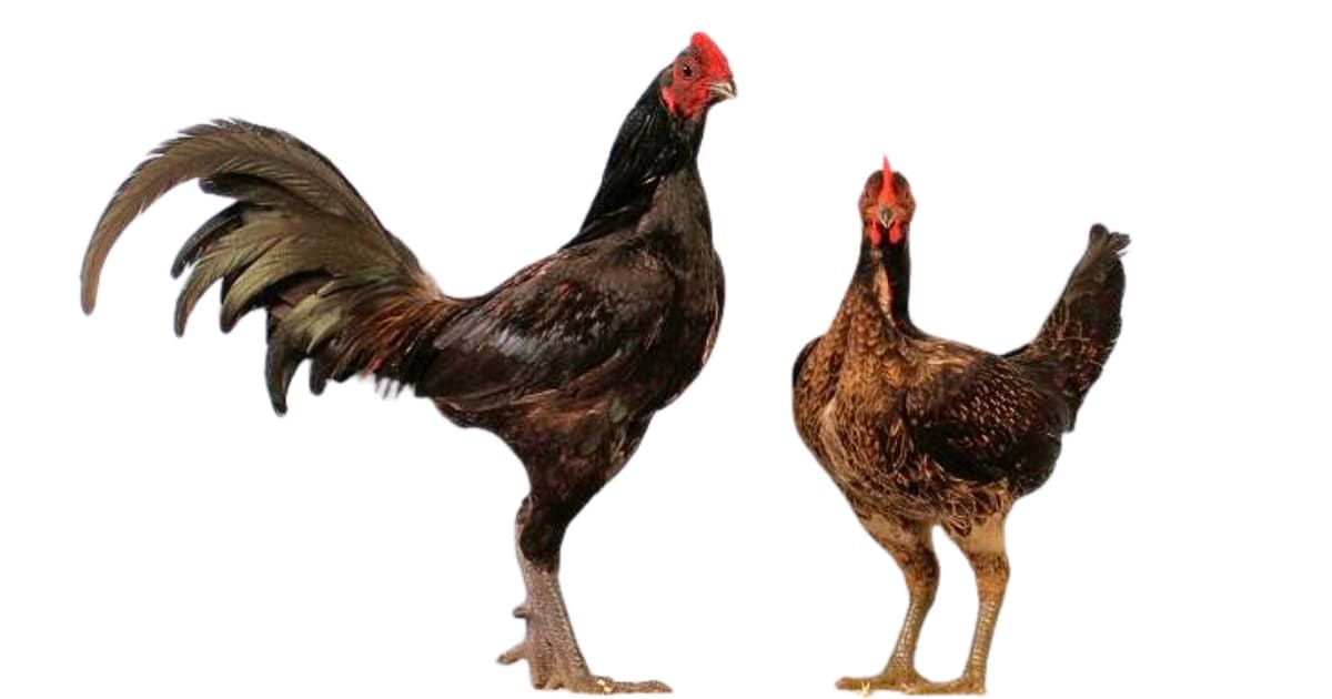 Australian Pit Game Standard and Bantam Australian Pit Game