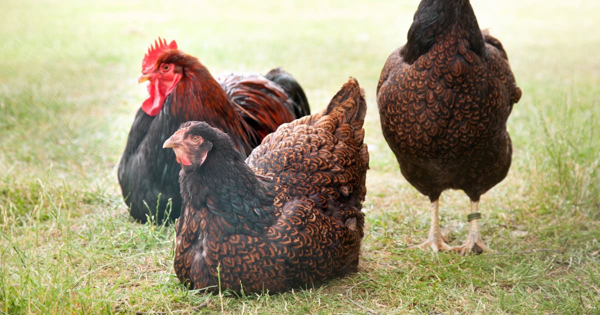 Barnevelder Chickens Barnevelder Chickens